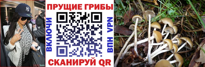 ОМГ ОМГ маркетплейс  Фокино  Псилоцибиновые грибы Cubensis 